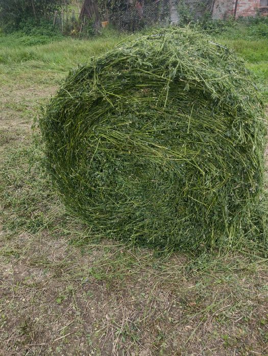 Baloți lucernă 2025