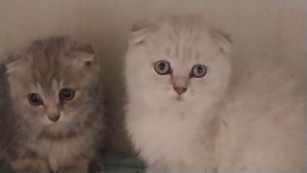 Котята  шотлатки
