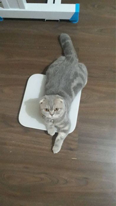 Срочно продается Scottish Fold кот 1 год