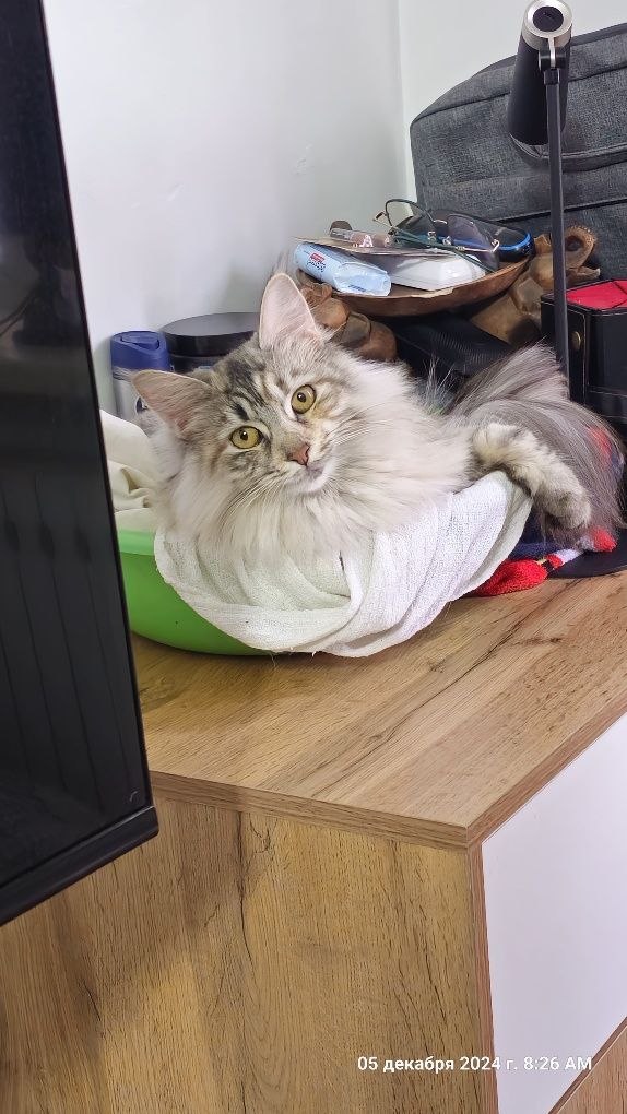 Отдам кошку бесплатно