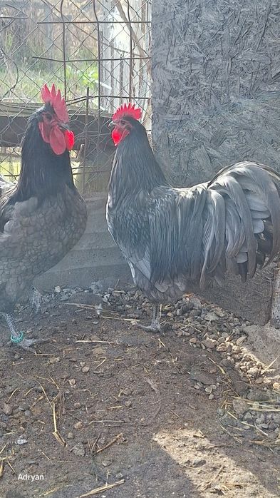 Vand cocosi diferite rase