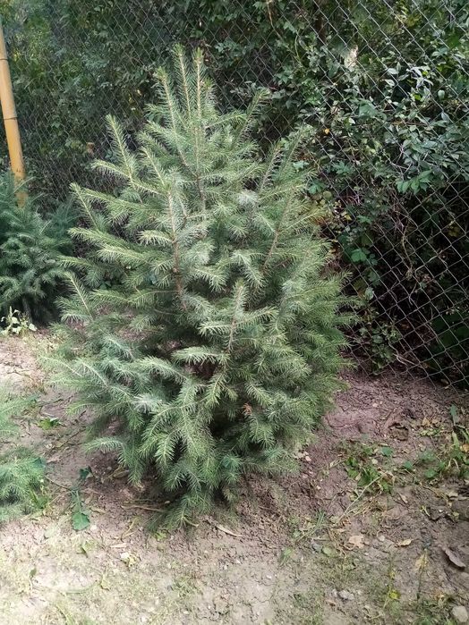 Саженцы продам ели