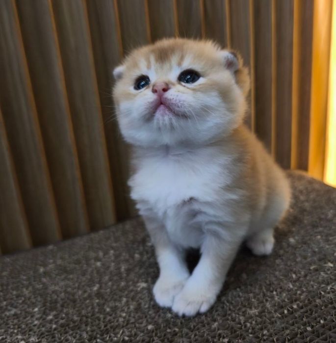 Котята золотая шиншилла