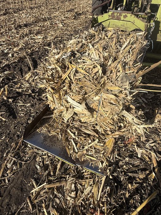 Baloti coceni, neplouati si foarte frunzosi.