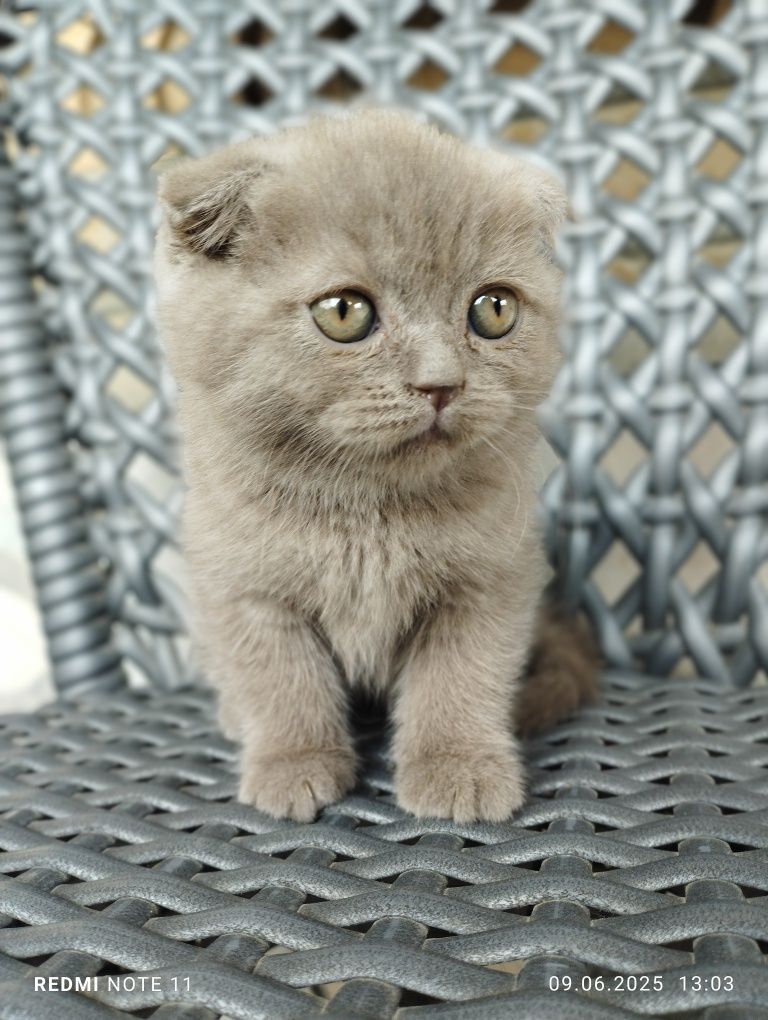 Scottish Fold mushuklari sotiladi!