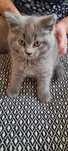 British shorthair blue