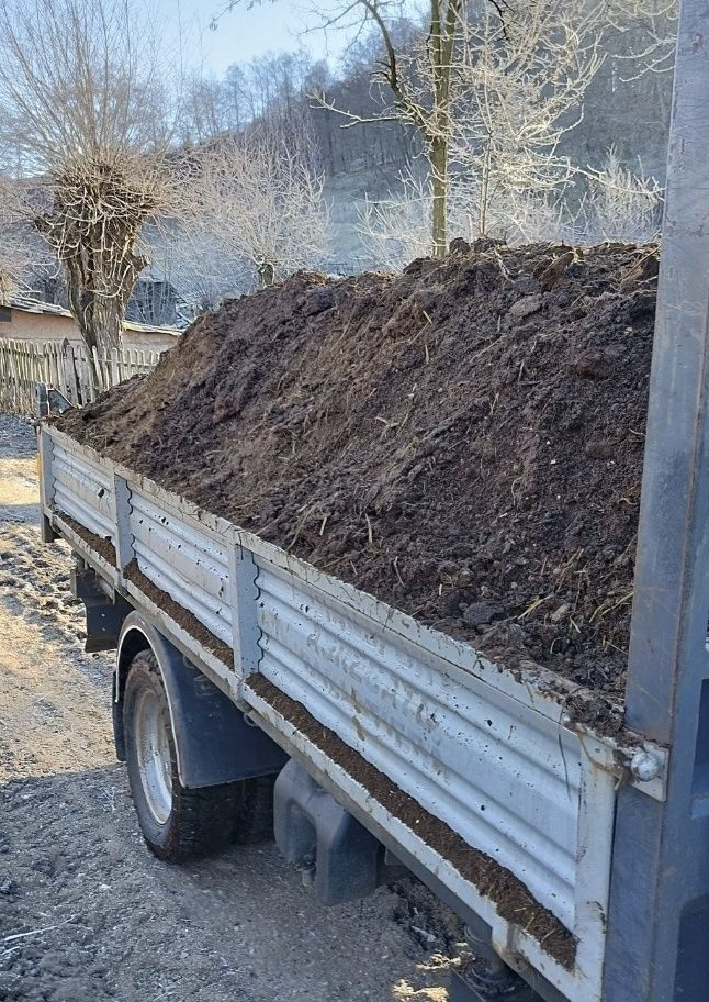 Bălegar de grajd