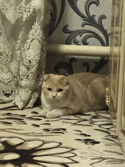 Шотландский вислоухий кот