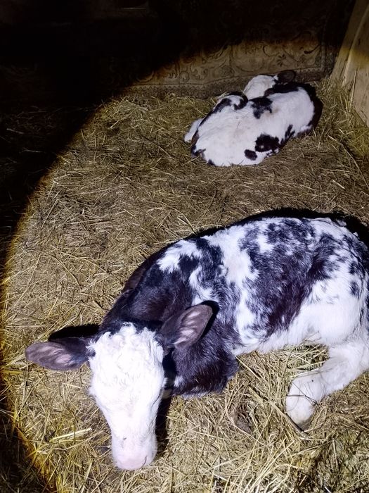 Vand viței belgieni și Bălțați