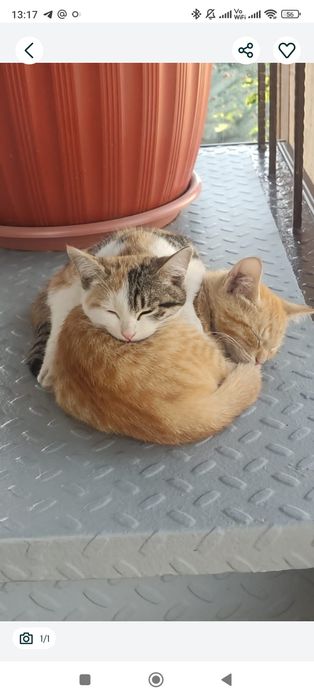 Отдадим очаровательных котят