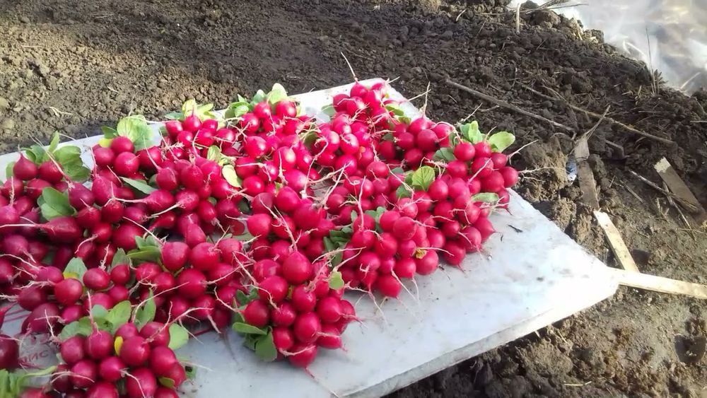 Хрустящий редис, свежий сбор