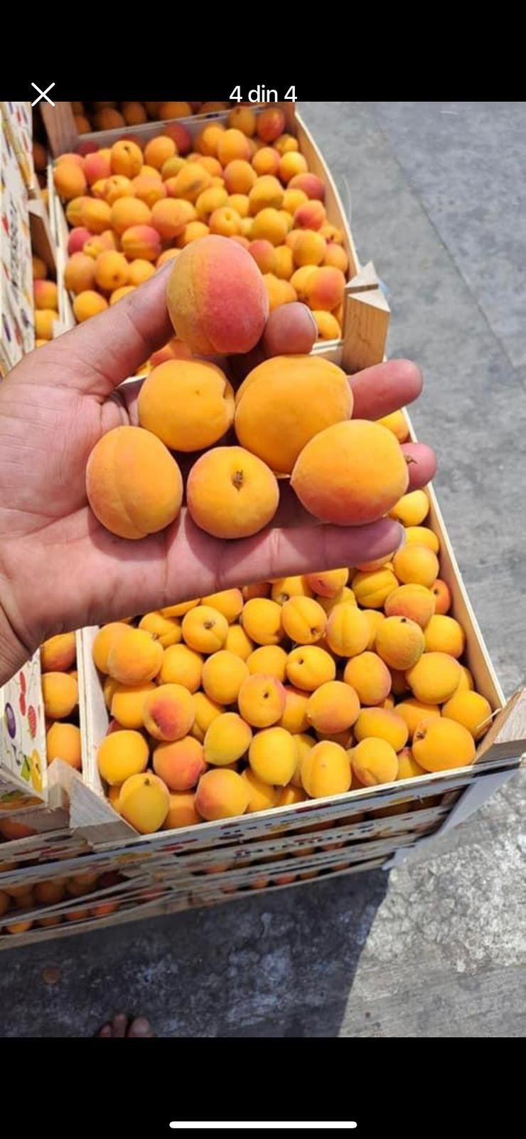 Vând caise românești