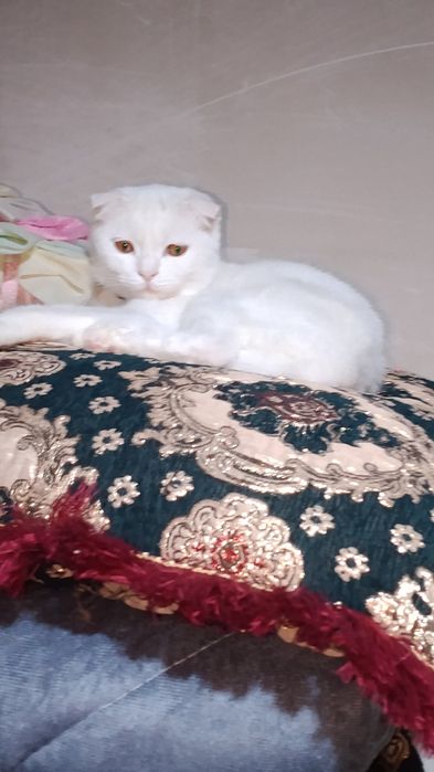 Zotdor mushuk zotga qoʻshish