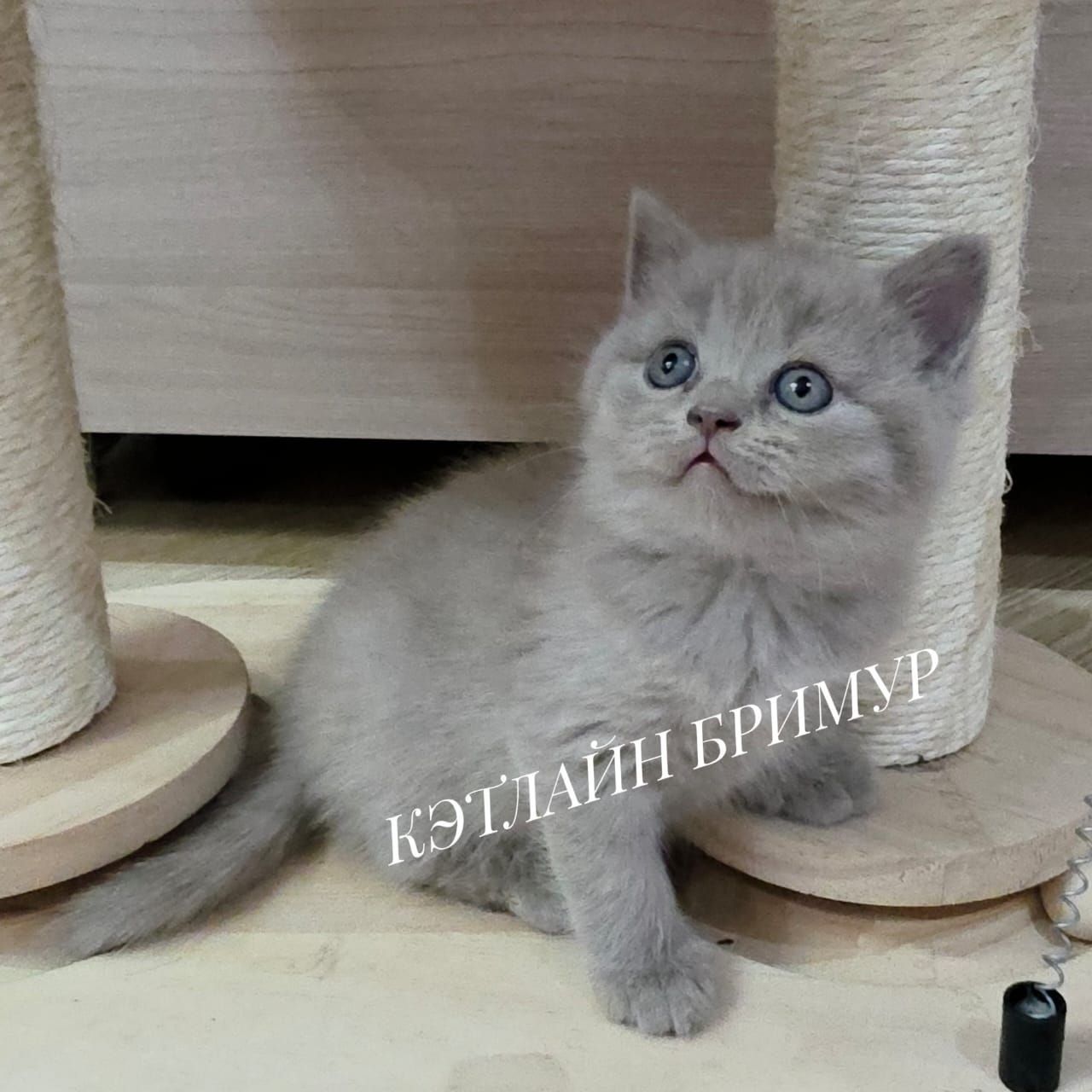 Британские котята из питомника!