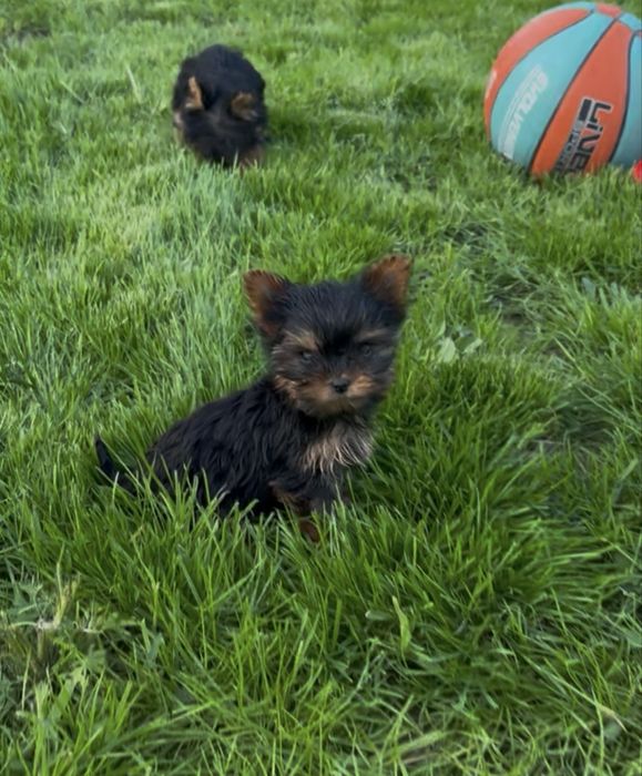 Yorkshire terrier mini toy
