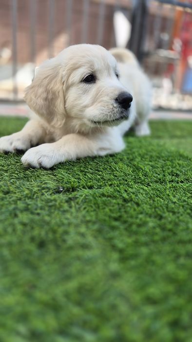 Pui Golden Retriever cu Pedigree