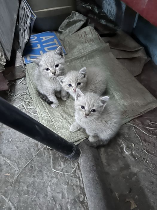 Отдам котят в хорошие руки (лоток туалет в подарок)