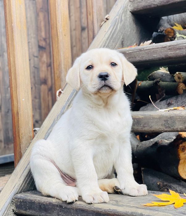 Labrador la tine acasă