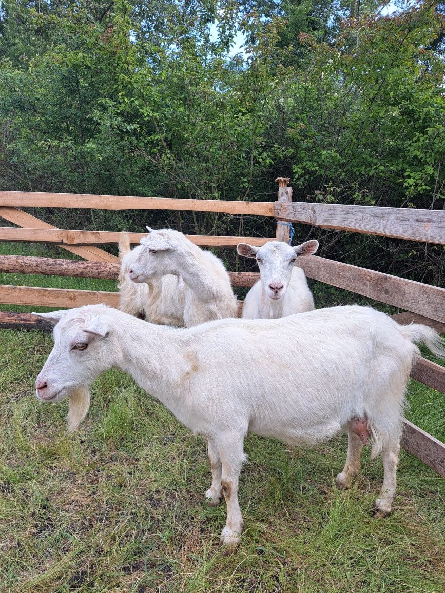 Capre albe de banat și sannen
