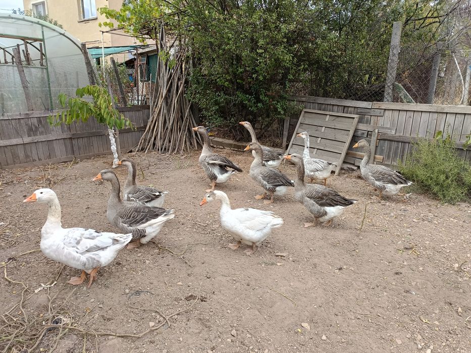 Продавам млади Гъски .