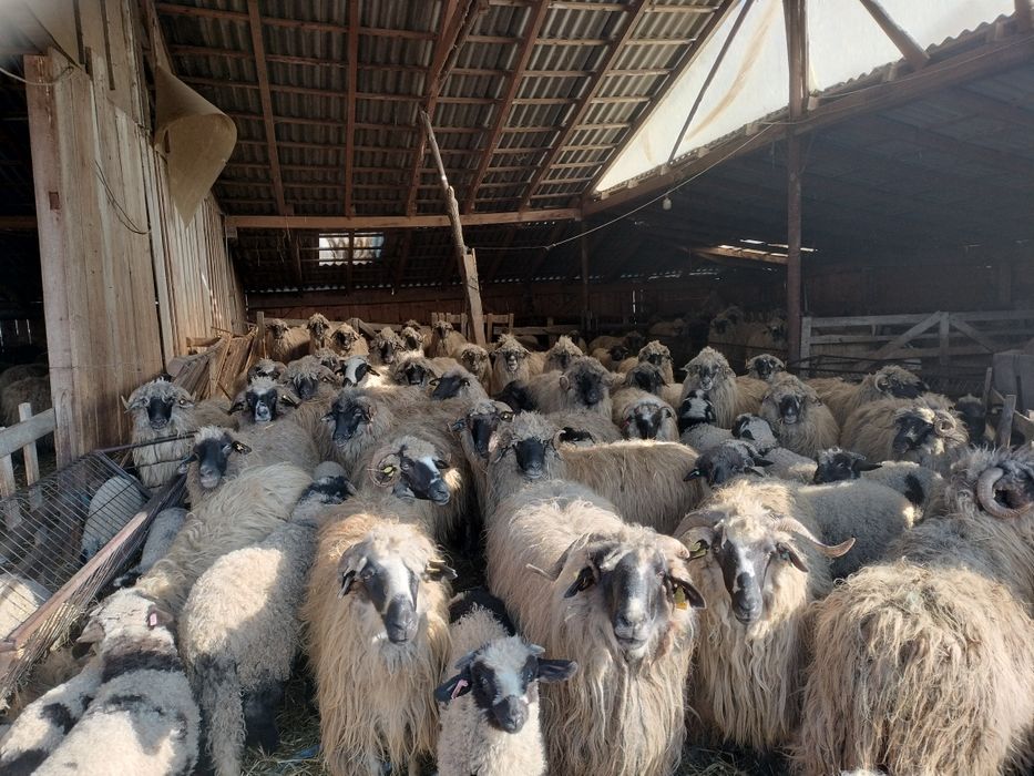 Vând 50 de oi bucălai.