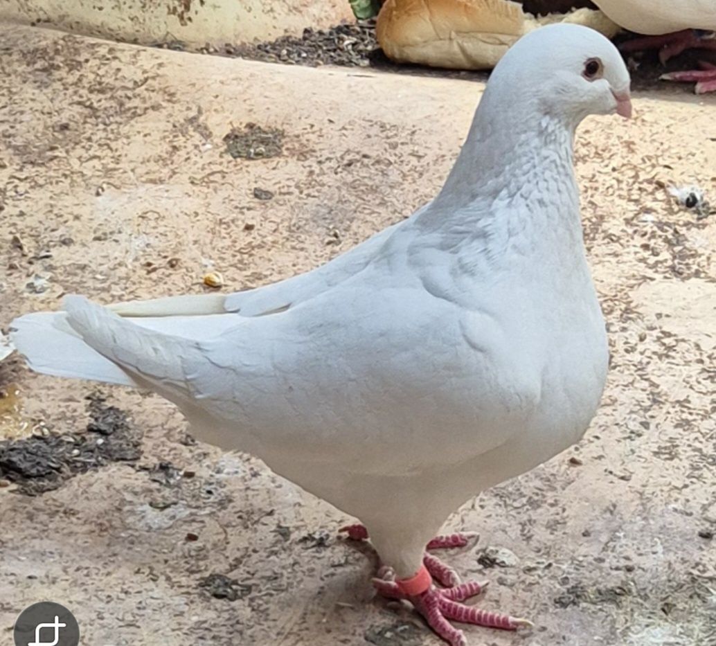 Porumbei americani