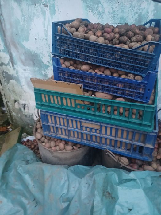 Cartofi marunti pt porci