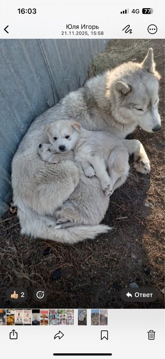 Отдам собаку Американский стаф