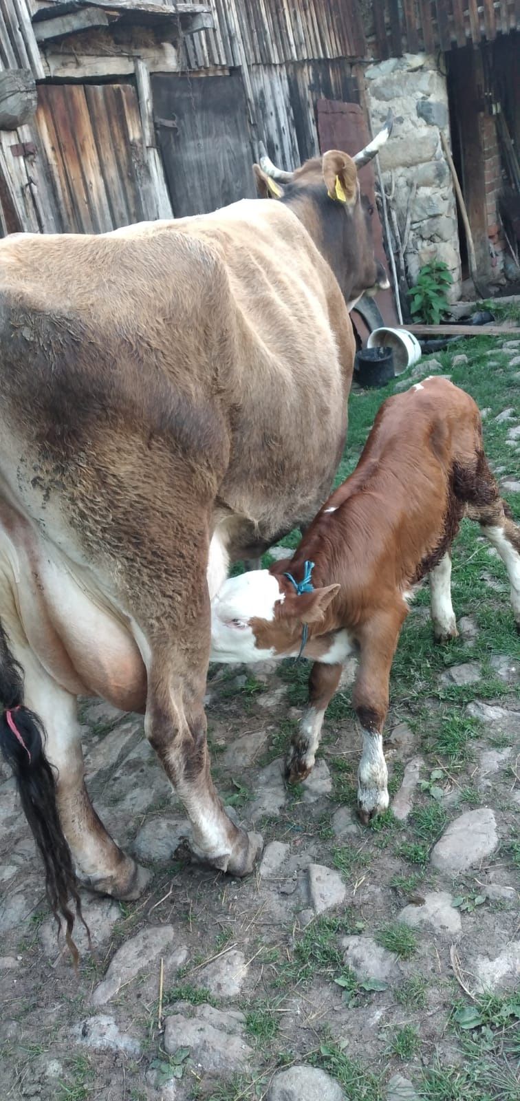 Vând vaca și vițel