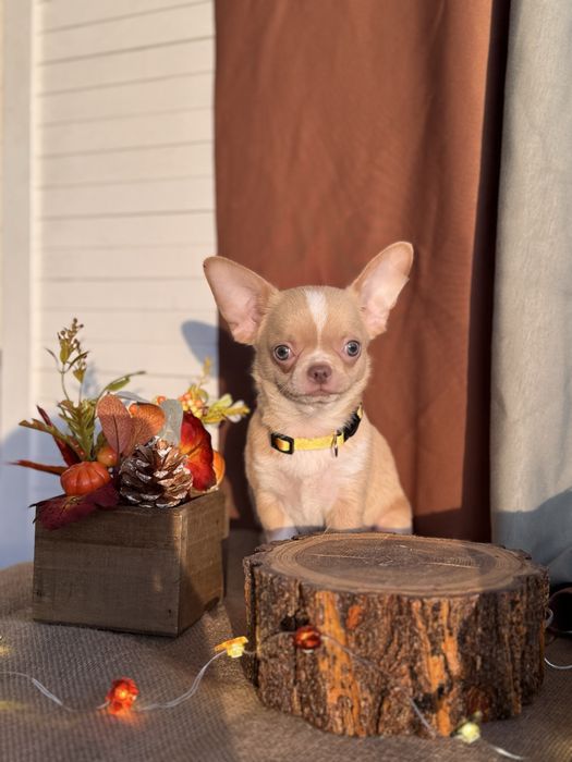 Продается щенок чихуахуа