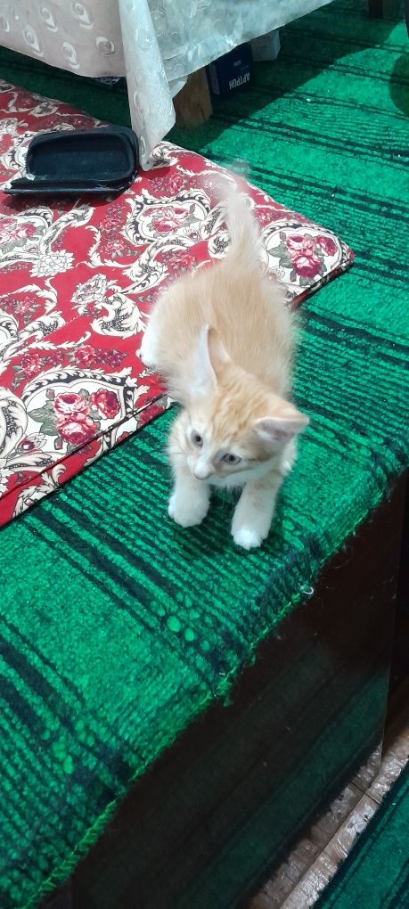 Кошка боласи Сибирский