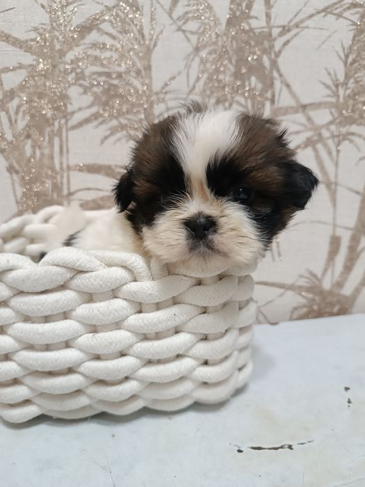 Продаётся щенок шит-цу(девочка)