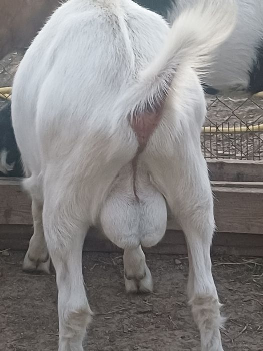 Vând țap sannen în vârstă de 8 luni