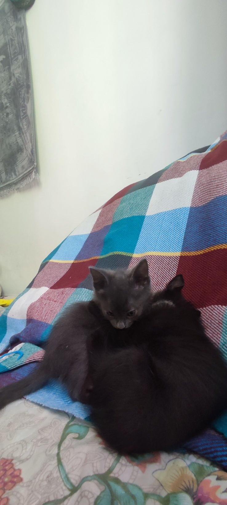 Котенкам 2 месяца