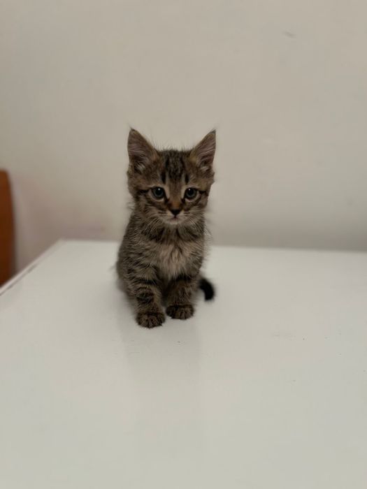 Котенок в добрые руки