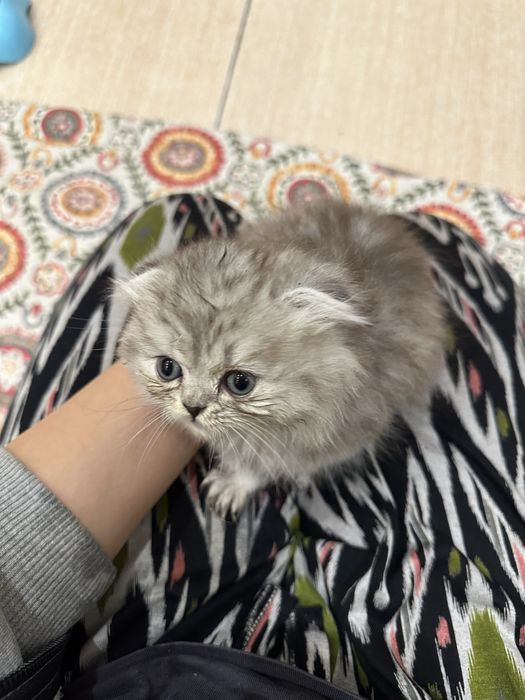 Продается котёнок 1,5 месяц