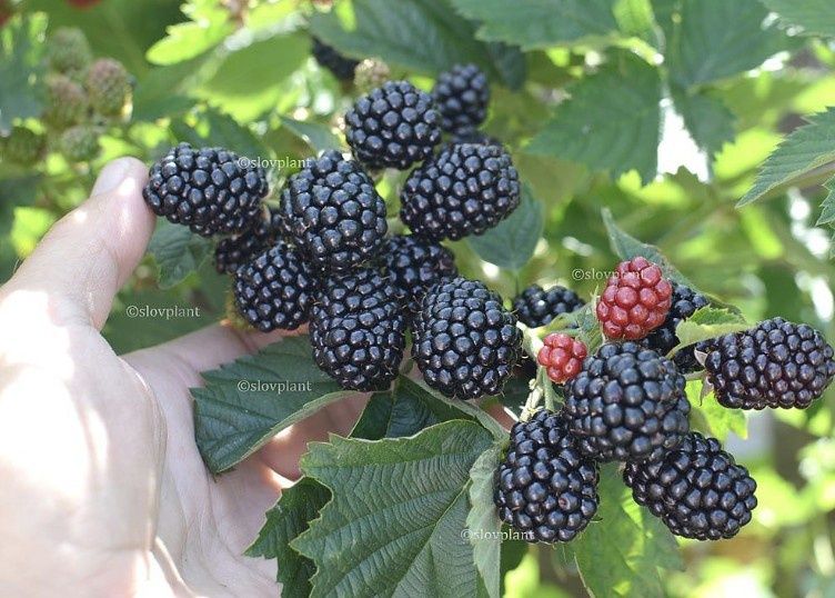 Arbusti fructiferi  Mur de cultura fără spini  ( 7 soiuri)