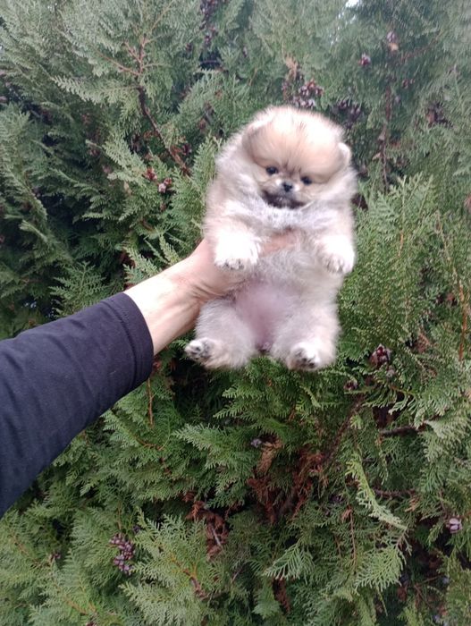 Женски Померани. Реални снимки!