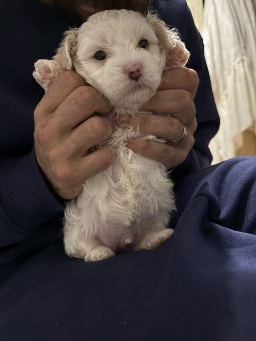 Trei baietei frumusei isi cauta casute noi