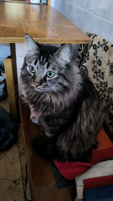 Отдам котика в хорошие руки