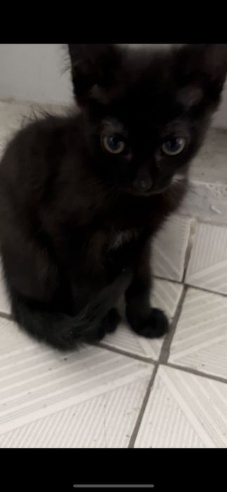 Котенок мальчик ищет дом