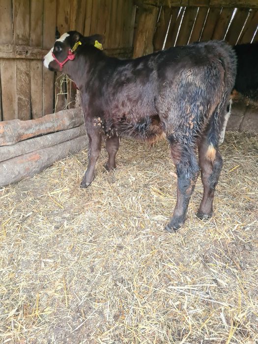 Vand vitel sugar angus