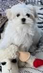 Bichon Maltez  B