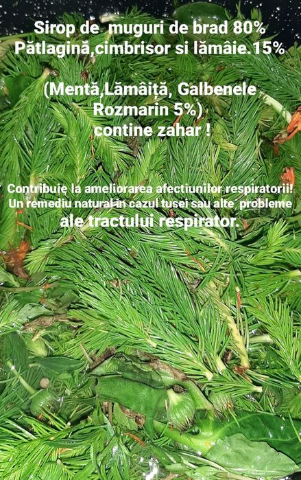 Sirop muguri de brad!