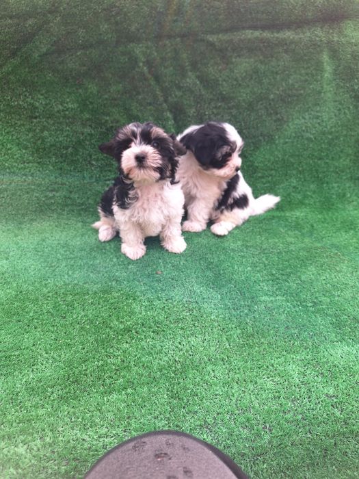 Бивър йоркширски териер