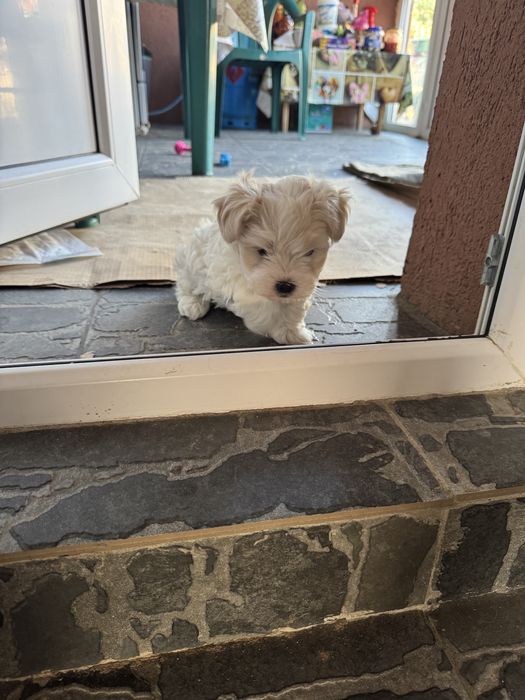 Bichon Maltez mini toy