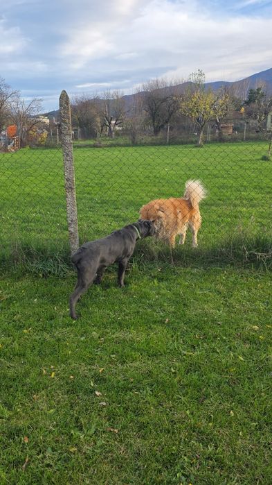 Кане корсо сиво мъжко