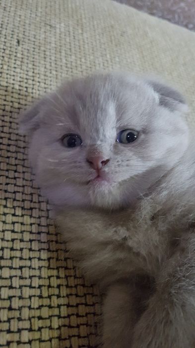 Продаются Шотландские чистокровные котята