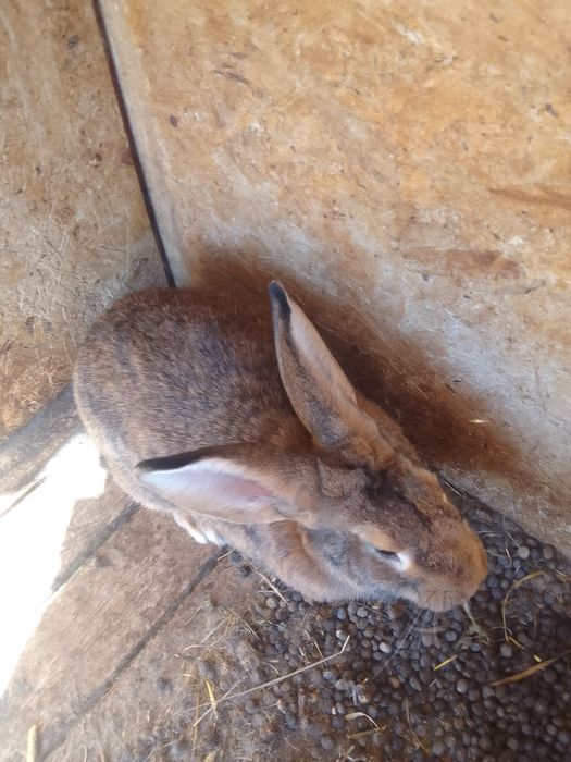 Iepuroaice mature şi iepuroi