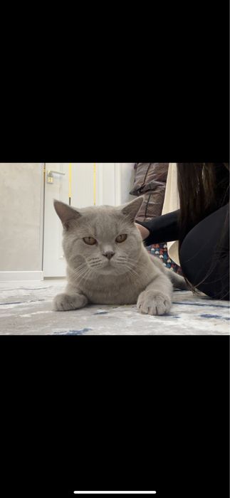 Кот Скотиш Страйт